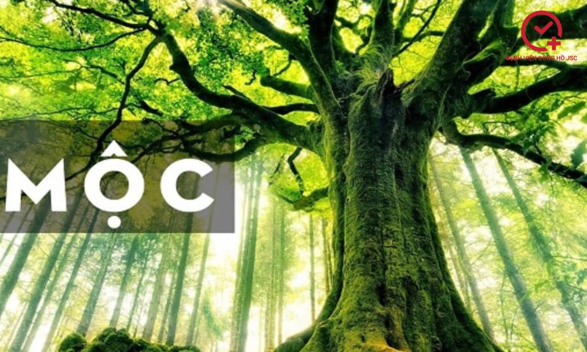 mệnh mộc hợp màu gì